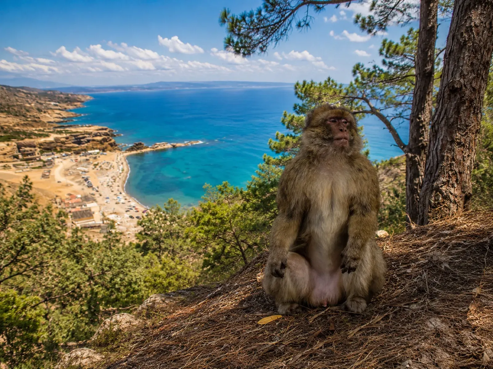 Macaque de Barbarie dominant la baie depuis le Mont Gourougou