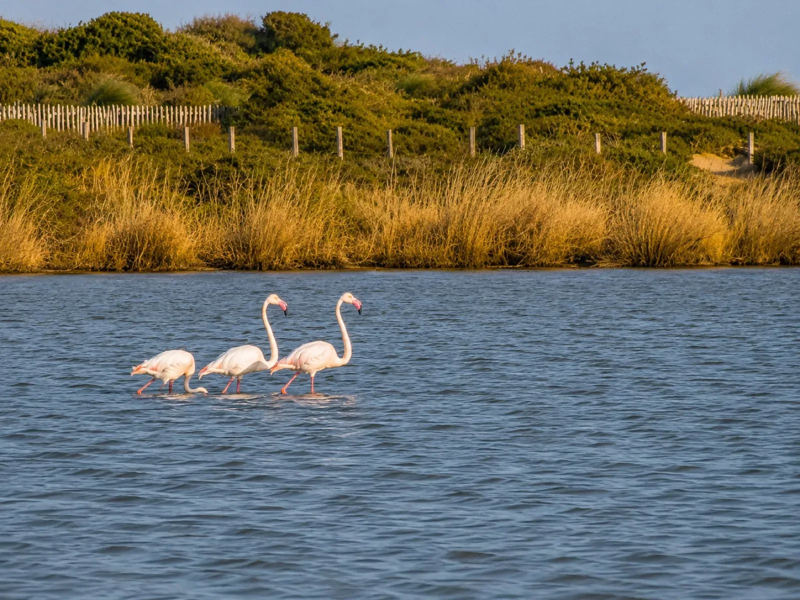 Flamants roses sur l’embouchure de la Moulouya